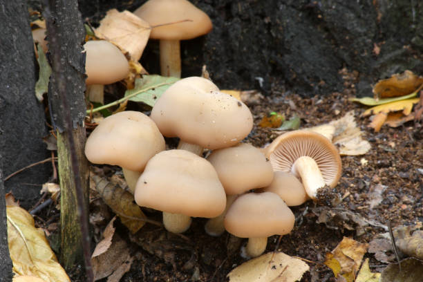 funghi nella foresta autunnale - 16377 foto e immagini stock