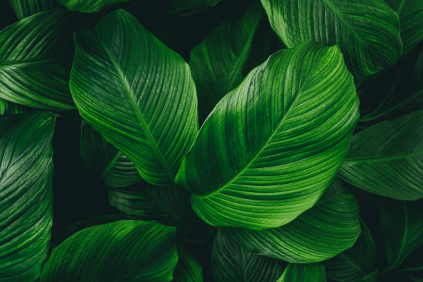 istock green leaves for background and wallpaper 1222210084