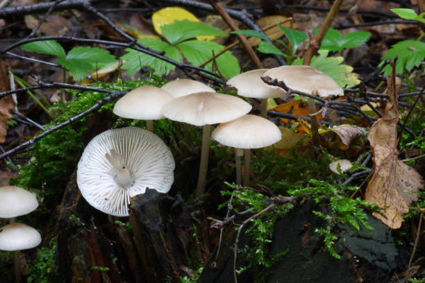 istock Mushrooms in the autumn forest 1222210127
