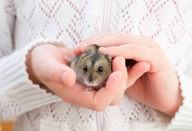 istock Hands with a hamster. The child holds a hamster in his hands. 1222210208