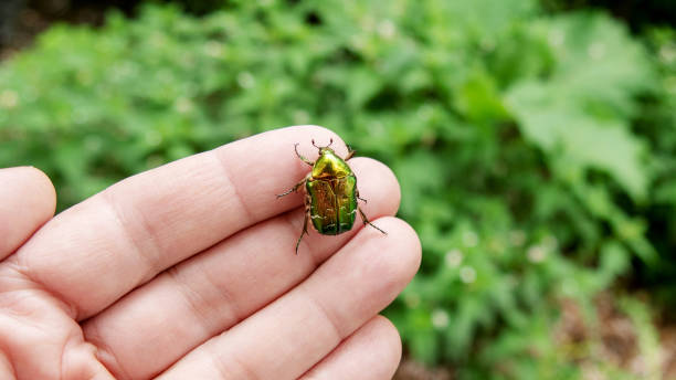 istock Green rose chafer on hand 1222210646