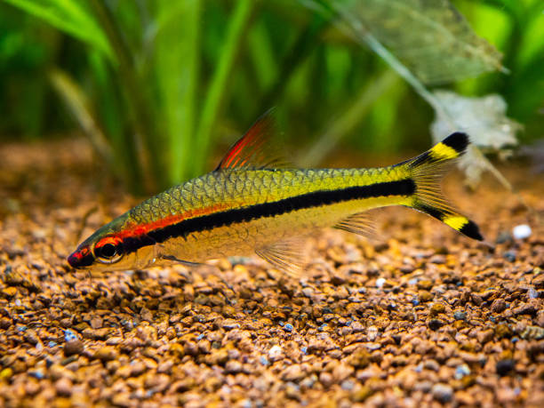 istock Denison barb (Sahyadria denisonii) isolated on a fish tank with blurred background 1222210692