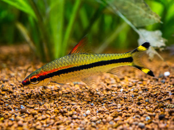 Denison barb (Sahyadria denisonii) isolated on a fish tank with blurred background Denison barb (Sahyadria denisonii) isolated on a fish tank with blurred background puntius denisonii stock pictures, royalty-free photos & images