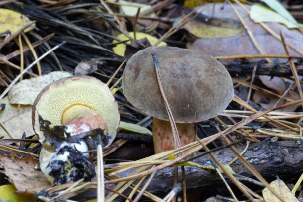 istock Mushrooms in the autumn forest 1222210703