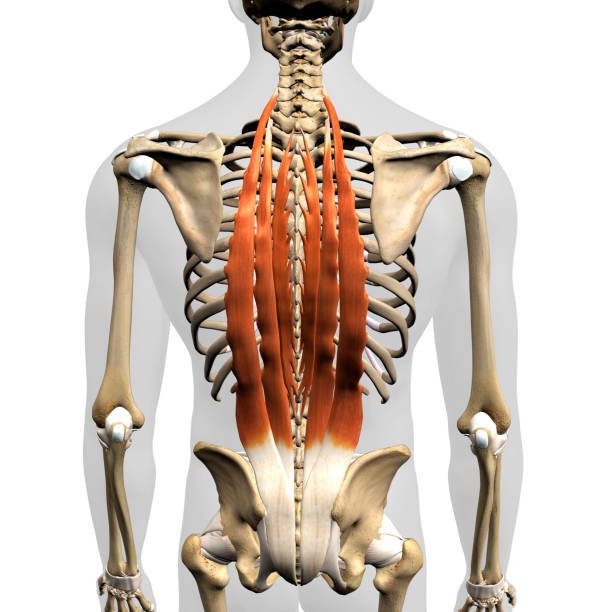 男性の勃起体脊髄は骨格上で孤立した背中の筋肉 ストックフォト