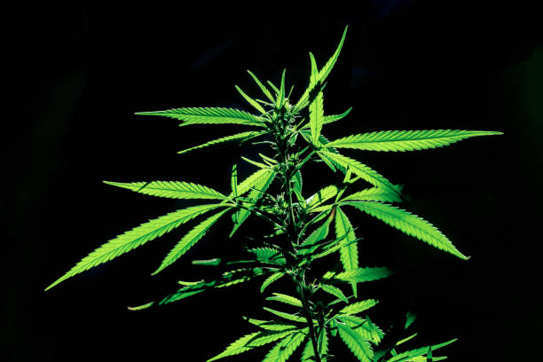 istock The cannabis plants on the dark background 1222210907