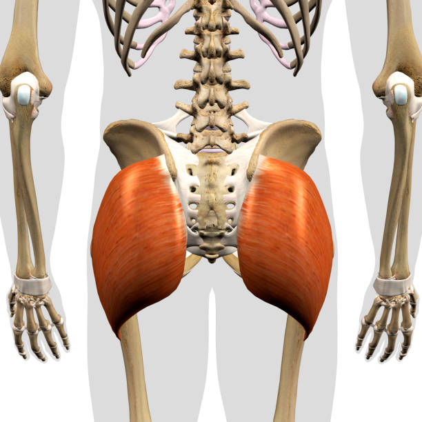 männliche gluteus maximus muskeln isoliert in der rückansicht des skeletts - ischium stock-fotos und bilder