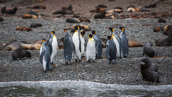 Wilderness Panorama of King Penguin Colony and Seals living together at the natural Beach of South Georgia. South Georgia, Sub-Antarctic Islands, Antarctica