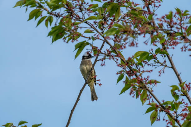 istock Close-up of a sitting bird 1222212113