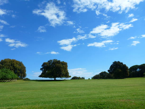 istock Lonely tree in Brijuni National Park, Croatia 1222212203
