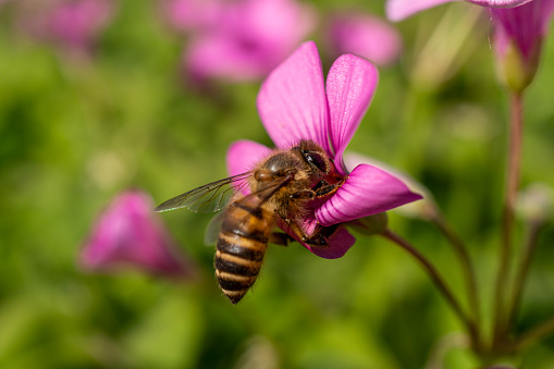 Close-Up of a honey bee on pink flower on a sunny day during spring