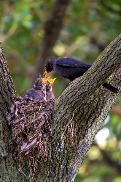 Common blackbird feeding its young Close-up of a common blackbird feeding its young during spring time on sunny day common blackbird turdus merula stock pictures, royalty-free photos & images