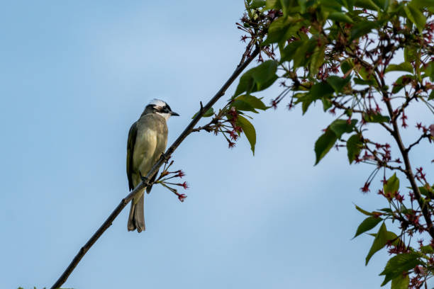 istock Close-up of a sitting bird 1222212646