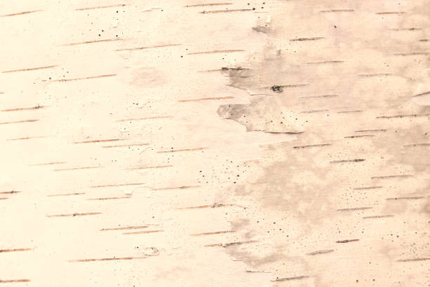istock pattern of birch bark with black birch stripes on white birch bark 1222212836