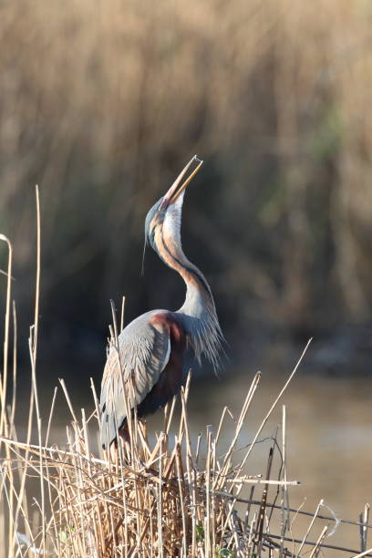 istock Purple Heron (Ardea purpurea), Baden-Wuerttemberg, Germany 1222213656