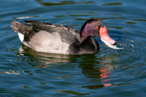 Shooting at 120/400 mm, 200 iso, f 5.6, 1/640 second