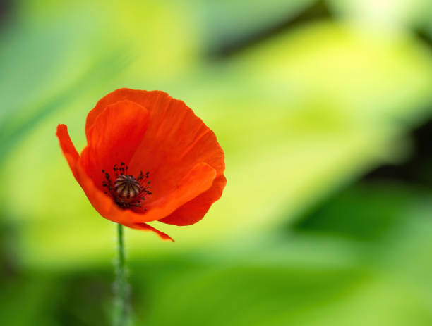 istock Red poppy flower close up 1222214033