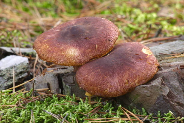 cogumelos na floresta de outono - 16368 - fotografias e filmes do acervo