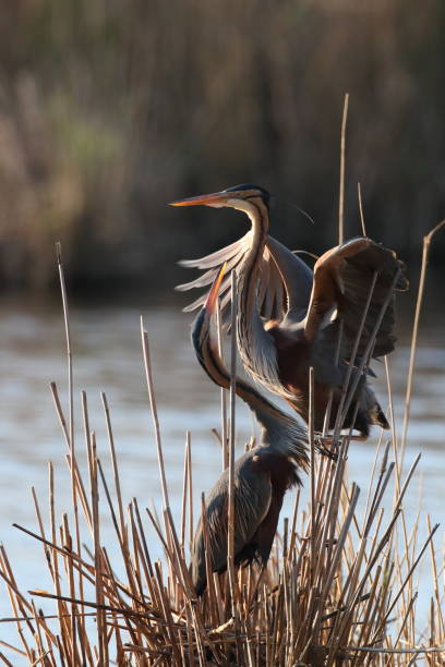istock Purple Heron (Ardea purpurea), Baden-Wuerttemberg, Germany 1222214333