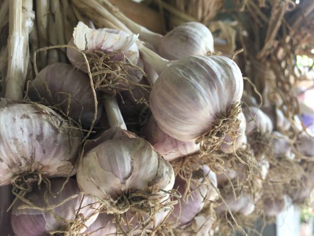istock Garlic native to northern Thailand 1222214646