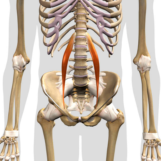 männliche psoas minor muskeln in isolation frontansicht - ischium stock-fotos und bilder