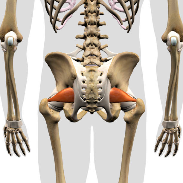muscles mâles de piriformis isolés dans la vue arrière du squelette - ischion photos et images de collection