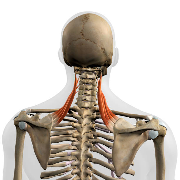 levator masculino escápula los músculos de la espalda en aislamiento en el esqueleto - escapula fotografías e imágenes de stock
