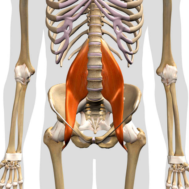 músculos principales de las psoas masculinas en vista frontal de aislamiento - ilium fotografías e imágenes de stock