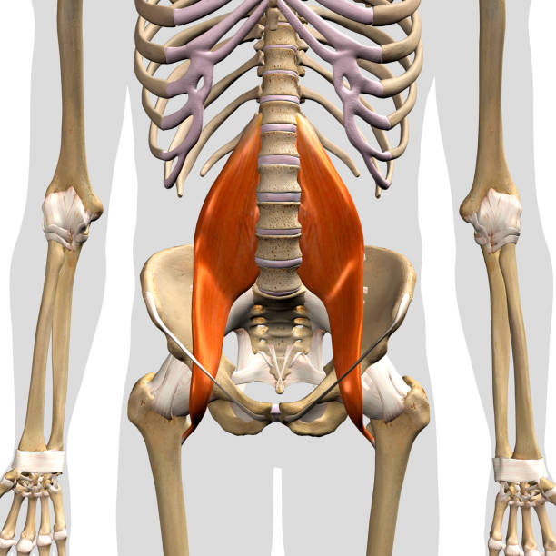 격리 전면보기에서 남성 psoas 주요 근육 - hip femur ilium pelvis 뉴스 사진 이미지