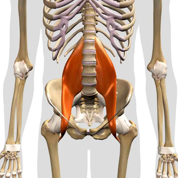 Photo of Male Psoas Major Muscles in Isolation Front View