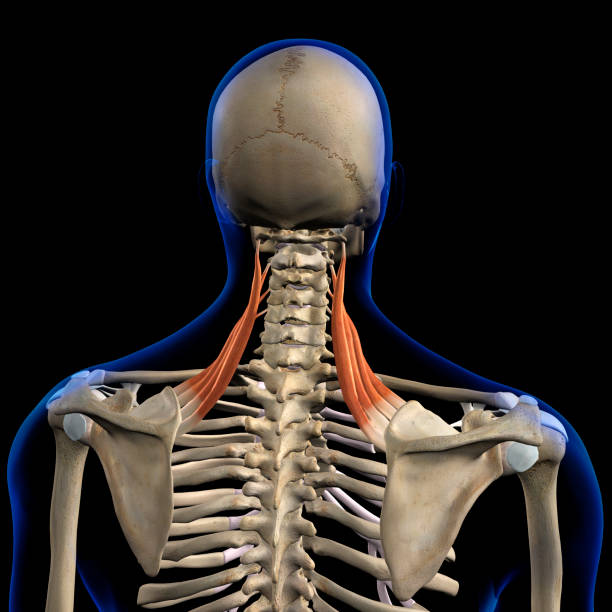 istock Male Levator Scapulae Back Muscles in Isolation on Skeleton 1222215539