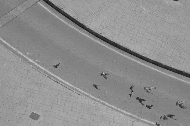 a group of pigeons walks in the solitude of the quarantine