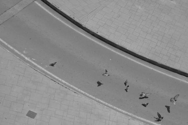 istock pigeons on a circular street 1222216085