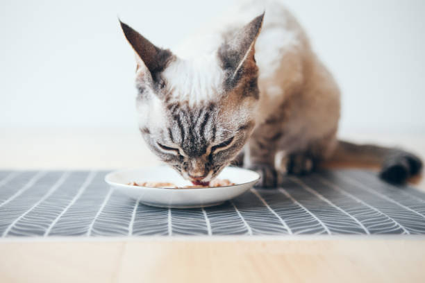 Close-up of a cat eating delicious premium quality wet tin with salmon taste. Grain-free formula is ideal for pets with allergies. The perfect way to add variety and excitement to dry food. stock fish stock pictures, royalty-free photos & images