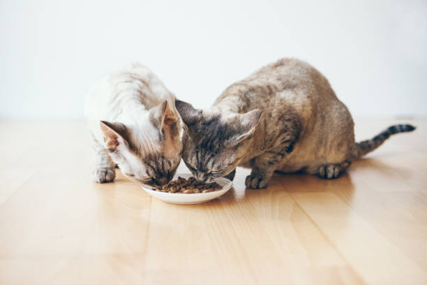 istock Two neutered / sprayed cats eat dry diet food  from white ceramic plate. 1222216140