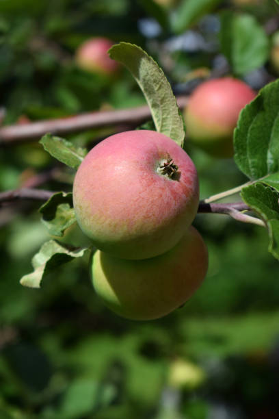 istock Red apples ripening on the branches of the tree 1222216951