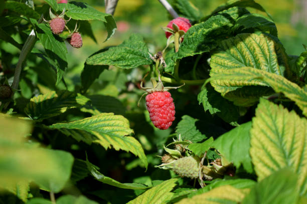 istock Ripe raspberry on a bush in the garden 1222216969