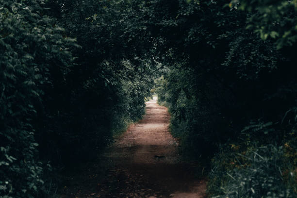 istock Forest road through green tunnel 1222217016