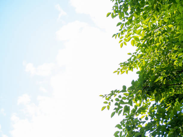 istock Background of bushes and blue sky. 1222217679