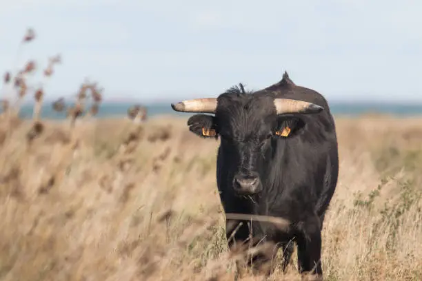 Young bull in the reeds with the sea in the background in the Camargue Regional Nature Park