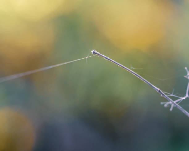 istock Closeup dry branch with spider net 1222219502