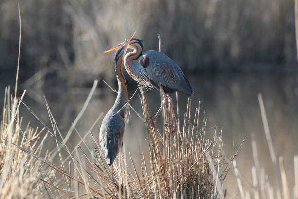 istock Purple Heron (Ardea purpurea), Baden-Wuerttemberg, Germany 1222221203