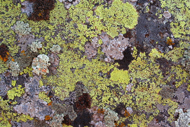 istock yellow color interesting shaped fungus on stone 1222221381