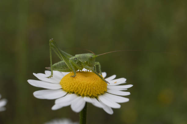 istock Green grasshopper on daisy flower 1222221570