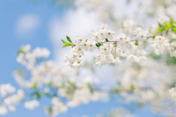 istock Branch of a blossoming tree in a blue sky. Spring blossom. 1222222908