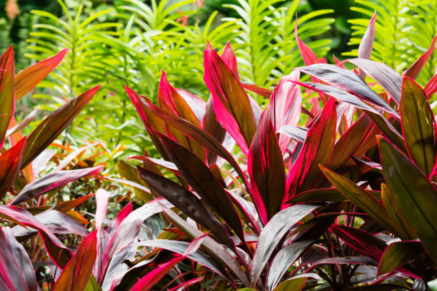 istock Croton plant shrub on a sunny day 1222224274