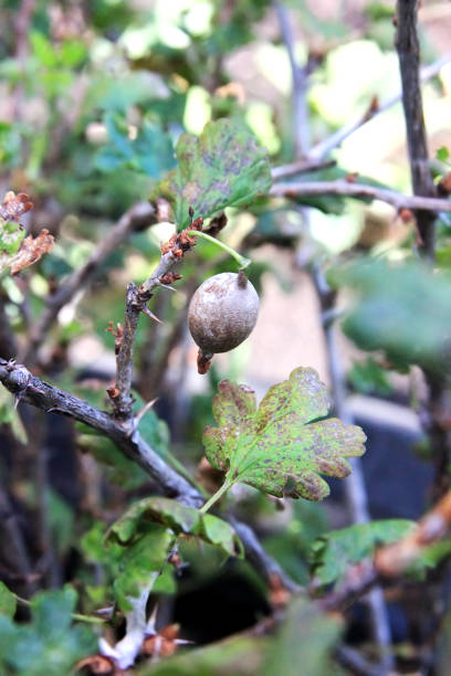 enfermedad de gooseberry. el moho de grosella americana. deja oidio infectado. hongo dañado por la fruta. las bayas se pudren en el arbusto - gooseberry fruit bush green fotografías e imágenes de stock