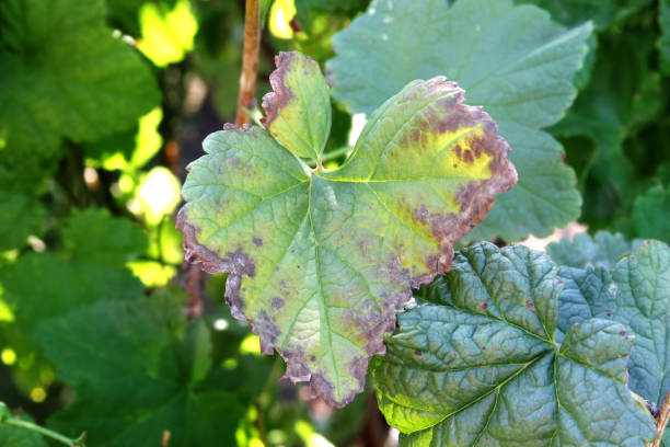 istock Black currant disease. Anthracnose on the leaf 1222224677