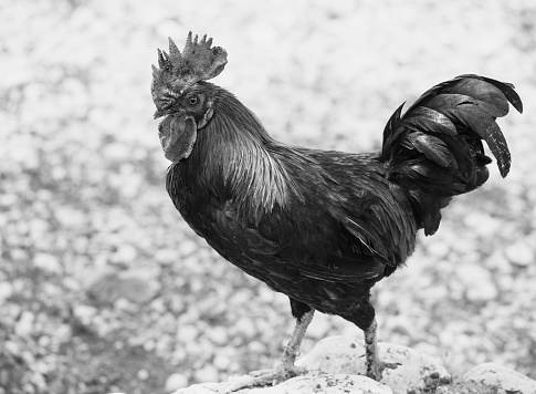 Rooster is looking for food in farm yard. Black and white toned image.