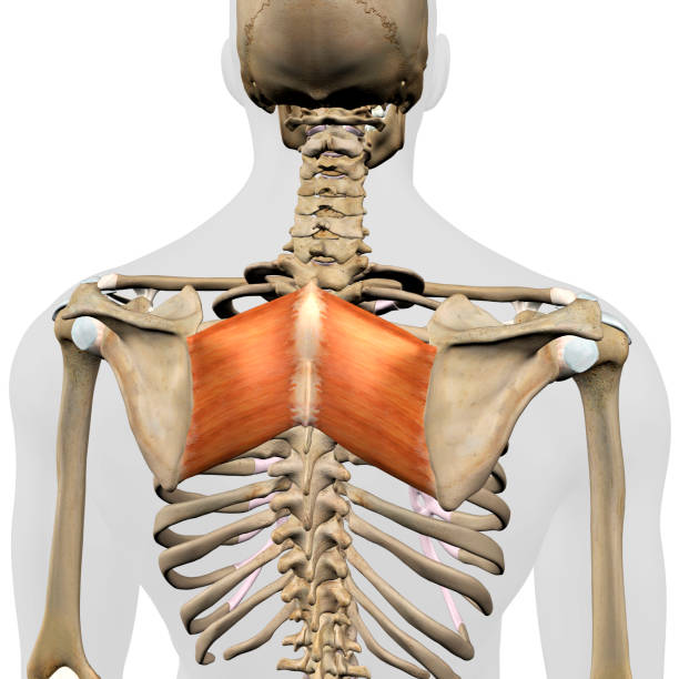 istock Male Rhomboid Major Back Muscles in Isolation on Skeleton 1222225550